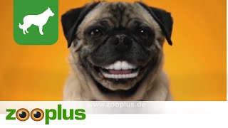 Pedigree Denta Stix  zooplus [upl. by Nallaf340]