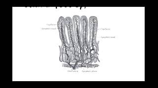 Drug Absorption  Related Physiological Factors Part 1 [upl. by Niwrad]