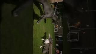 Bandog vs Pitbull attack pitbull shorts short bandog [upl. by Warton972]