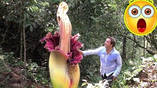 10 Carnivorous Plants Eat Everything From Insects to Mammals [upl. by Fauver]