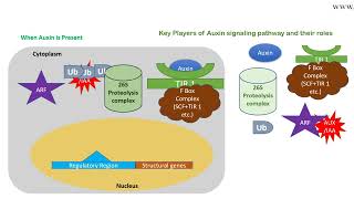 Auxin signaling pathway animation [upl. by Ennaecarg640]