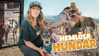 Besöker hemlösa hundar i Spanien 🐶🇪🇸 [upl. by Shepp]