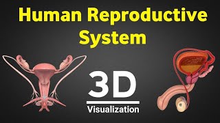 Human reproduction 3d human reproductive system 3d male amp female reproductive system NEET 2024 [upl. by Sella]