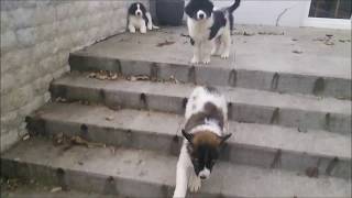 Tornjak puppies 2 months old MIX [upl. by Caprice]