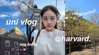 koreng harvard vlog  law school midterms 하버드 브이로그 [upl. by Nealson]