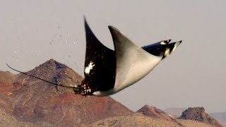 Mobula Rays belly flop to attract a mate  Shark Episode 2 Preview  BBC One [upl. by Tades]