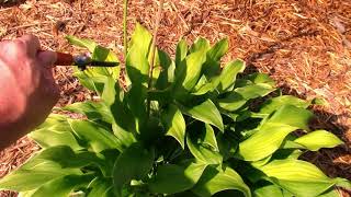 Hostas Trimming back  Summer care of Hostas Hosta Plant care [upl. by Fayina]