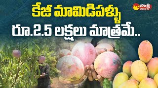 Expensive Mangos in Kakinada  Miyazaki Mango SakshiTV [upl. by Jotham820]