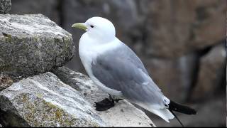 Black legged Kittiwake FullHD JH1RNZ [upl. by Zilevi40]