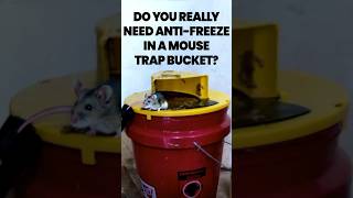 Why You NEED Antifreeze in Mouse Bucket Traps [upl. by Naie771]