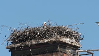 Liveübertragung des Storchennests in Himberg [upl. by Eanahc]