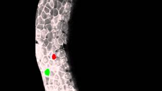 Paraxial mesendoderm progenitor cell ingression at the onset of gastrulation in zebrafish [upl. by Stephani]