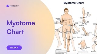 Myotomes Chart [upl. by Oileve]