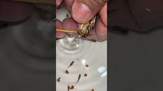 auratus cichlid fish gives birth to 20 baby fish 🥰🐳👍🙏 cichlid animals fish [upl. by Esinehs]