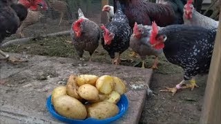 Chickens Feeding Frenzy Potatoes [upl. by Kcirrez]