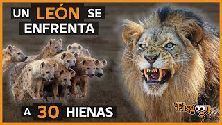 El Rey León Contra 30 Hienas [upl. by Ennaira339]