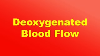 Flow of Deoxygenated Blood through the Heart [upl. by Aibos]