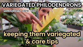 Variegated Philodendrons  How To Create Variegation Plant Care amp Issues  Houseplant Care 101 [upl. by Aelahs]