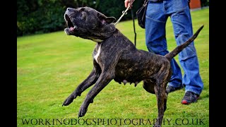 AVD eV Perro de Presa Canario dogo canario molosser alano welpen zucht züchter k9 working dogs [upl. by Eilegna223]