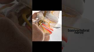 Basivertebral nerve ablation procedure [upl. by Selrahcnhoj]