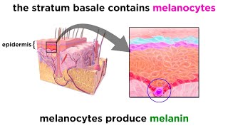 The Integumentary System [upl. by Nwahsal]