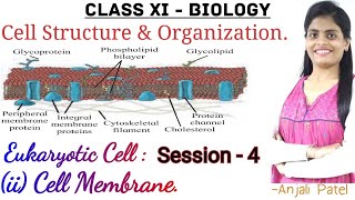 Class XI  Eukaryotic Cell  iiCell Membrane Plasma membrane  Biomembrane amp Fluid mosaic model [upl. by Taam639]