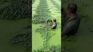 Harvesting Water MIMOSA on a Pond satisfying HappyFarm85 [upl. by Gaal]