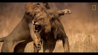 Tres leones se enfrentan a un macho que invade su territorio  National Geographic España [upl. by Namar663]