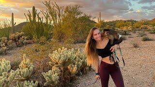 Hunting for Arizona Coral Snakes and Rattlesnakes [upl. by Gerrie]