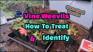 How to identify and treat Vine Weevils [upl. by Heather]