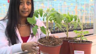 Tomtato tomatenplant en aardappelplant in één [upl. by Ainnek]