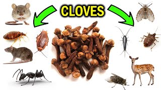 How To Get Rid of Pests with Cloves amp Clove oil  ANTS FLIES MICE SILVERFISH BEDBUGS MOTHS etc [upl. by Mandy]