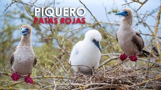 Piquero patas rojas  Galápagos [upl. by Harberd]