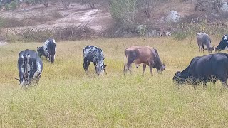 O GADO NA PASTAGEM DE BEIRA DE RIACHO CAATINGA NORDESTE [upl. by Church]