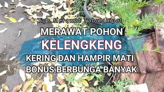 Tips Merawat Pohon Kelengkeng dalam Pot Kering Hampir Mati Bonus Berbunga Banyak [upl. by Nelleus]