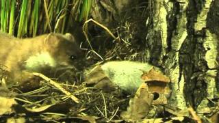 Hermelijn stoat vrouw man en rat [upl. by Grier]