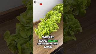 Unique How to Grow Lettuce with SelfWatering Bottle System ✅️🥦 Part 01 🌍 shorts short unique [upl. by Mackey]