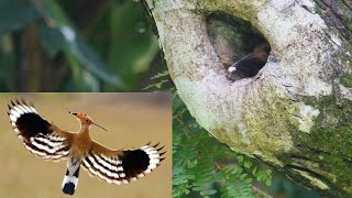 HOOPOE  Upupa epops  Bird Feeding Their Young in the nest हुद हुद الهدهد [upl. by Iila]