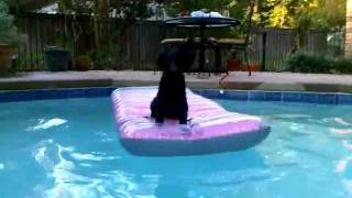 Curly Coated Retriever puppy swims [upl. by Taite]