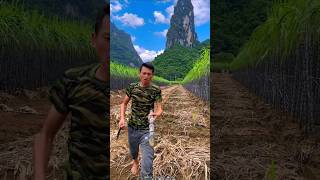 Beautiful Landscape of Sugarcane Farm with Rural Farmer 👍 shorts satisfying youtubeshorts [upl. by Enyawad]