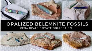 What are Opalized Belemnite Fossils [upl. by Enaht]