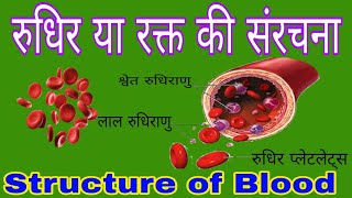 रुधिर या रक्त की संरचना  लाल रुधिराणु श्वेत रुधिराणु तथा रुधिर प्लेटलेट्स  Structure of Blood [upl. by Oninotna]