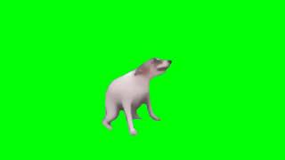 Perro bailando pantalla verdeGreen screen [upl. by Uba]