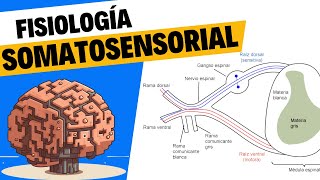 Fisiología del tacto y el sistema somatosensorial [upl. by Atikram692]