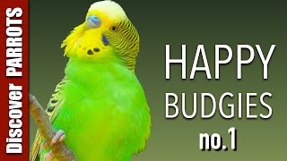 Happy Budgies 1  Budgerigar Sounds to Play for Your Parakeets  Discover PARROTS [upl. by Notterb259]