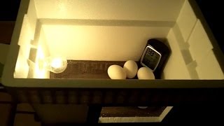 DIY 20 Egg Incubator  How To Make An Egg Incubator CHEAP and EASY [upl. by Radley]