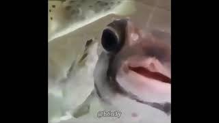 Distorted Pufferfish Meme [upl. by Kassaraba906]