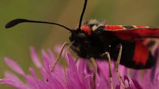 Zygaena fausta [upl. by Tressia3]