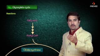 Glyoxylate cycle  Biochemistry MBBS Lectures  Dr G Bhanu prakash [upl. by Adnoryt]