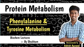 Phenylalanine amp Tyrosine Metabolism  Protein Metabolism Biochemistry Lectures [upl. by Bergman]